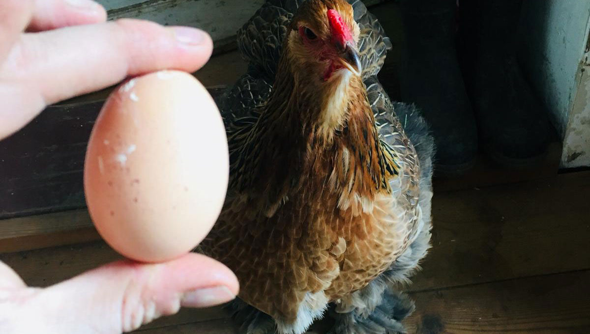Das erste Ei vom Pieps