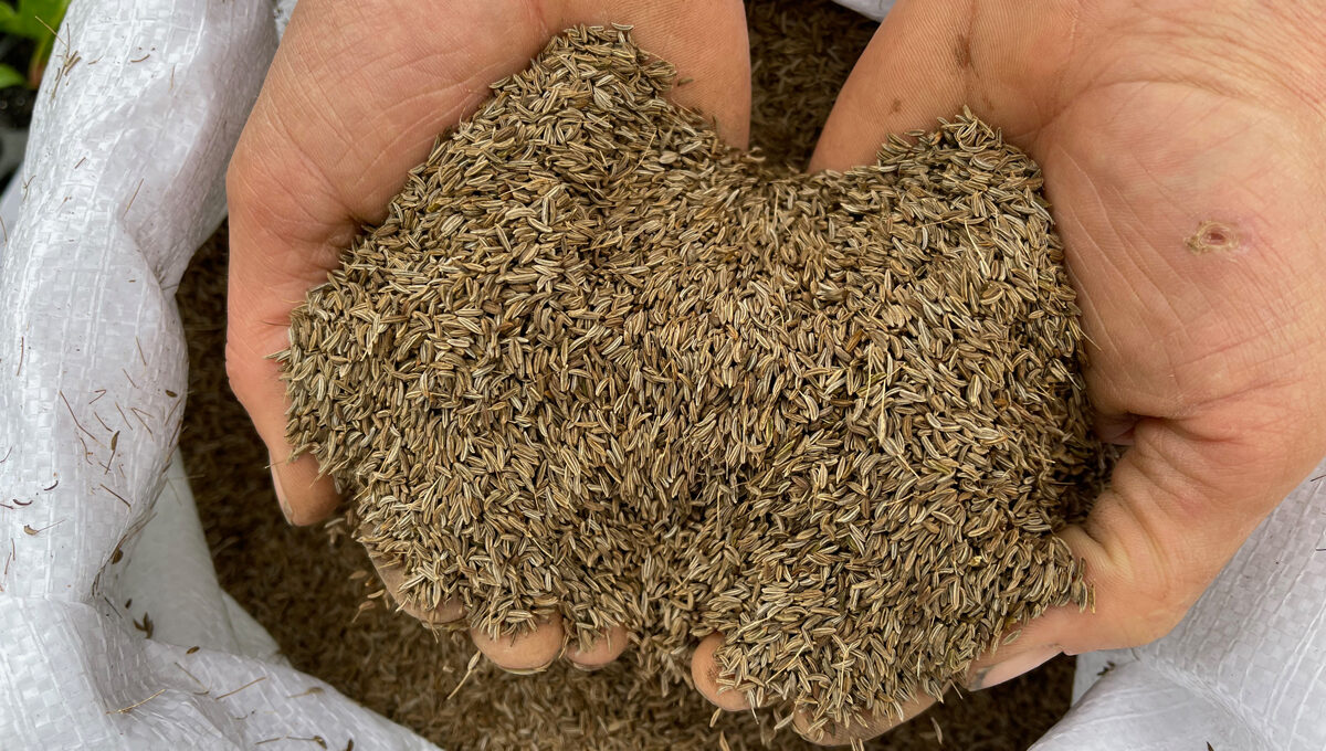Kümmel, Koriander und Fenchel