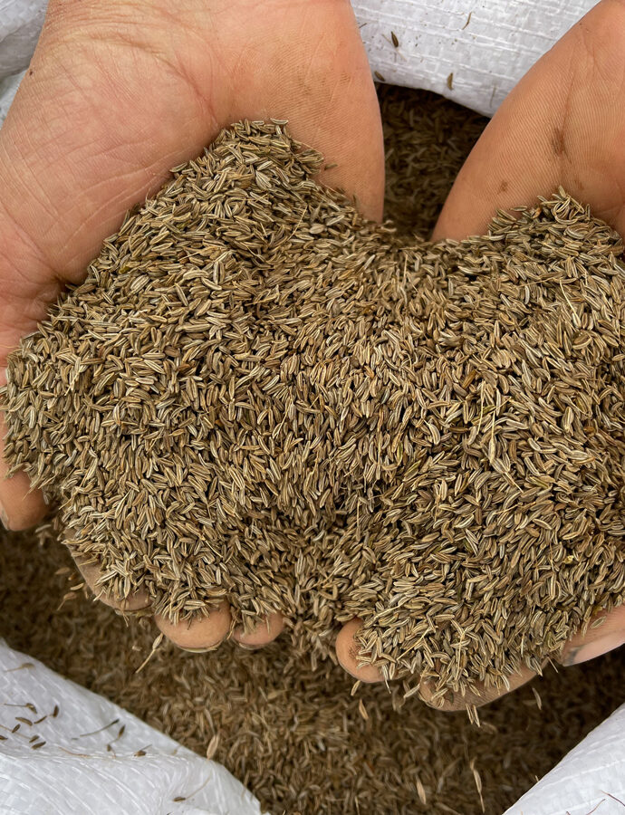Kümmel, Koriander und Fenchel